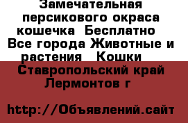 Замечательная персикового окраса кошечка. Бесплатно - Все города Животные и растения » Кошки   . Ставропольский край,Лермонтов г.